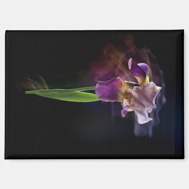 Abstract Iris Flower – Elegant Floral Art Magnet (Vorderseite)