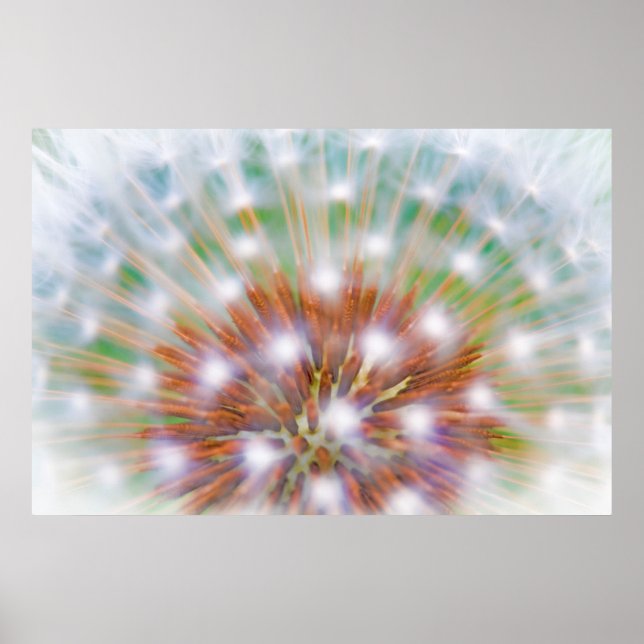 Abstract of dandelion seed head poster (Vorne)
