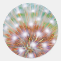 Abstract of dandelion seed head