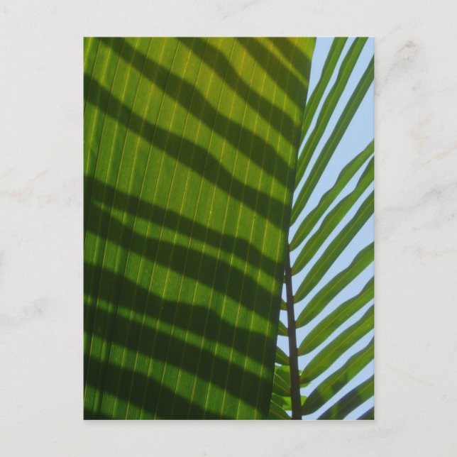 Abstract Photography Green Leaf Postkarte (Vorderseite)
