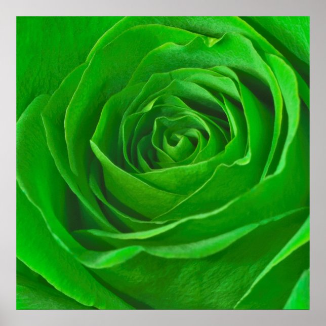 Abstrakt Emerald Green Rose Center Fotografie Poster (Vorne)