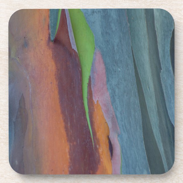 Abstrakt vom Regenbogengummibaum Getränkeuntersetzer (Vorderseite)