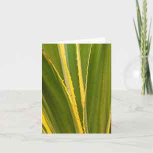 Abstrakte Agave-Pflanze