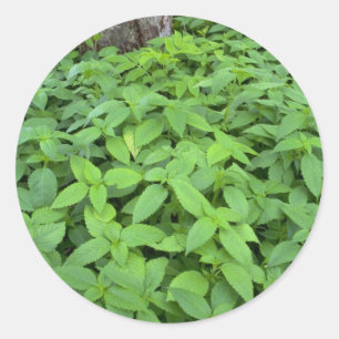 Abstrakte Blätter von Wild-Minz Runder Aufkleber