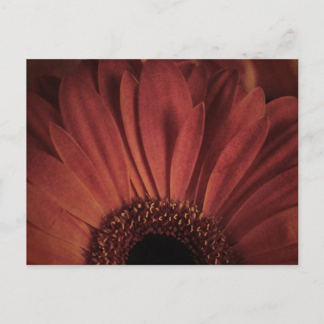 Abstrakte Daisy Postkarte (Vorderseite)