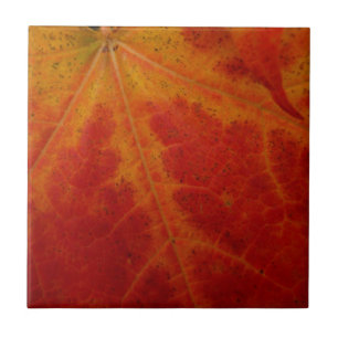 Abstrakte Herbst-Naturfotografie mit rotem Ahornbl Fliese
