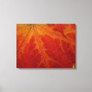 Abstrakte Herbst-Naturfotografie mit rotem Ahornbl Leinwanddruck