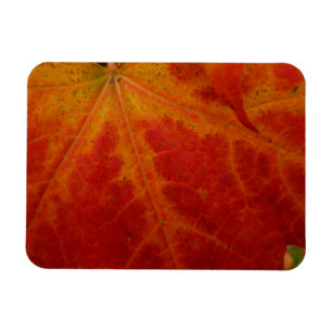 Abstrakte Herbst-Naturfotografie mit rotem Ahornbl Magnet