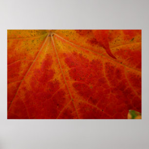 Abstrakte Herbst-Naturfotografie mit rotem Ahornbl Poster