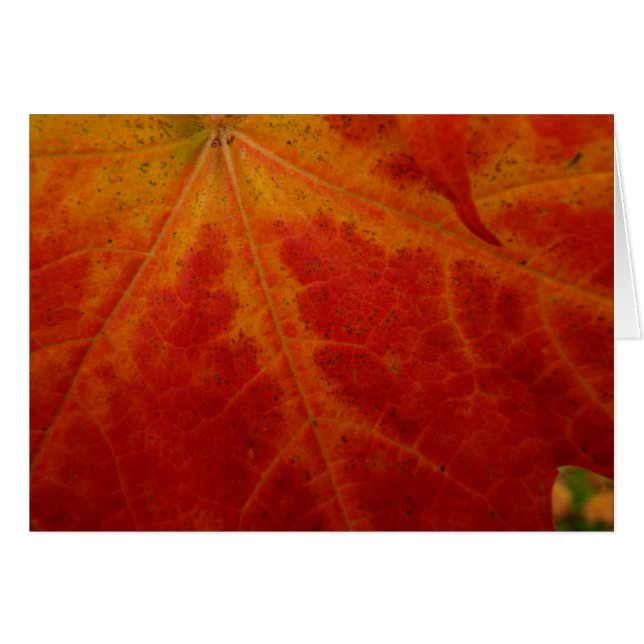 Abstrakte Herbstfotografie aus dem Ahornleaf (Vorderseite (Horizontal))