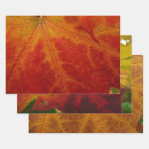 Abstrakte Herbstfotografie aus dem Ahornleaf Geschenkpapier Set