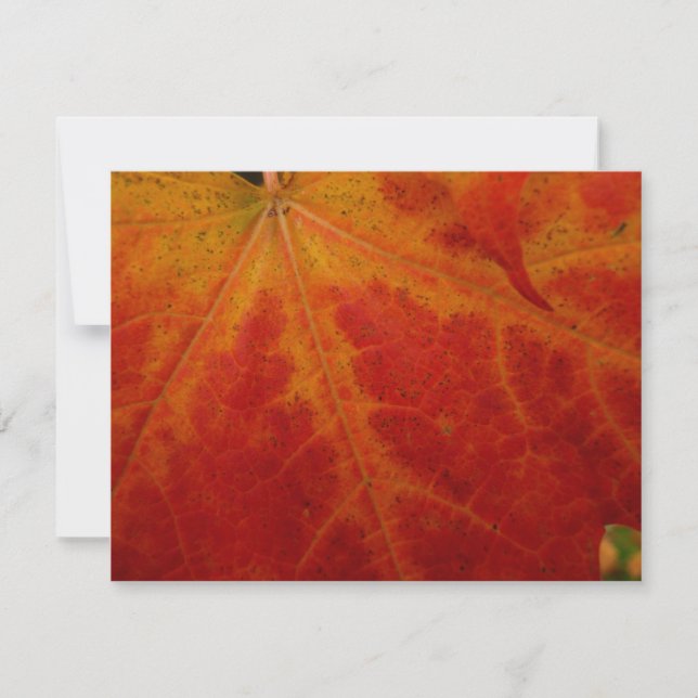 Abstrakte Herbstfotografie aus dem Ahornleaf Karte (Vorderseite)
