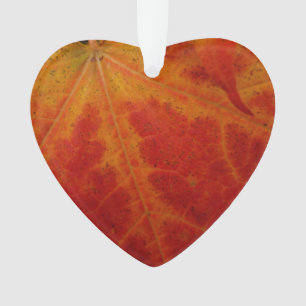 Abstrakte Herbstfotografie aus dem Ahornleaf Ornament