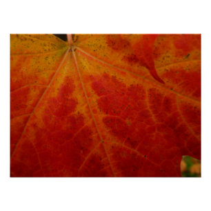 Abstrakte Herbstfotografie aus dem Ahornleaf Poster