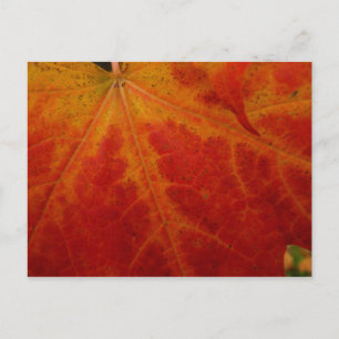 Abstrakte Herbstfotografie aus dem Ahornleaf Postkarte