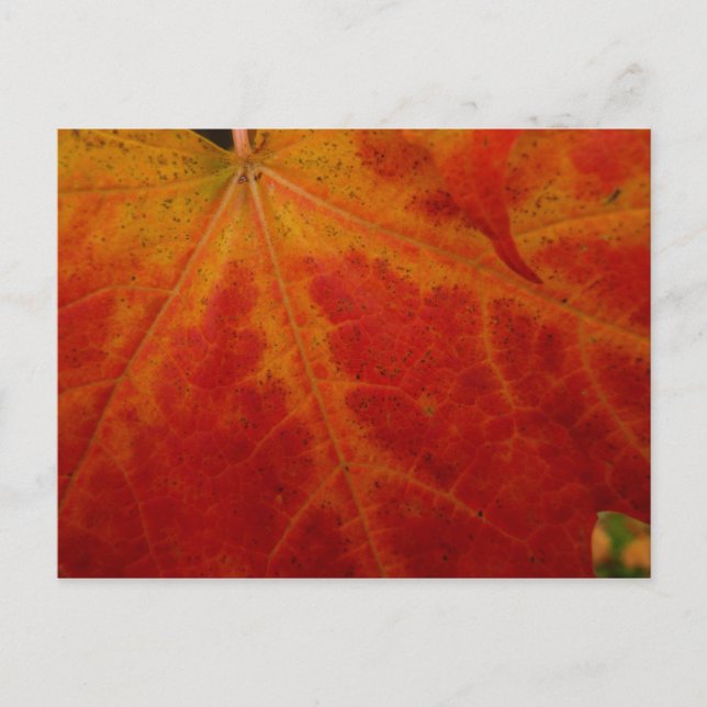 Abstrakte Herbstfotografie aus dem Ahornleaf Postkarte (Vorderseite)