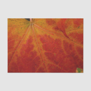 Abstrakte Herbstfotografie aus dem Ahornleaf Seidenpapier
