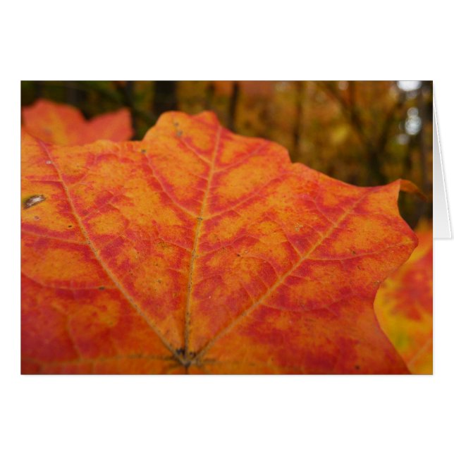 Abstrakte Herbstnatur in Orange und Rotem Ahornblä (Vorderseite (Horizontal))