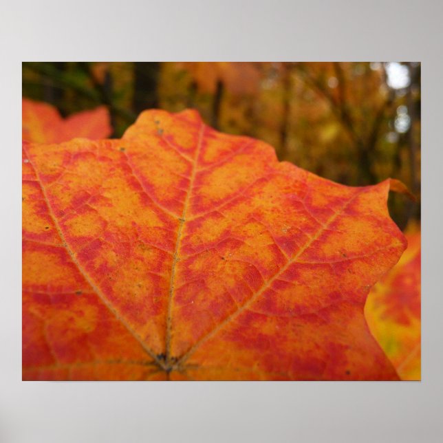 Abstrakte Herbstnatur in Orange und Rotem Ahornblä Poster (Vorne)