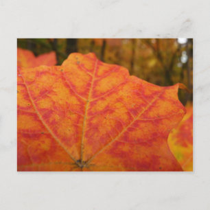 Abstrakte Herbstnatur in Orange und Rotem Ahornblä Postkarte