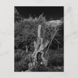 Abstrakte Horror-Kunst - Puppen im Totenbaum Postkarte