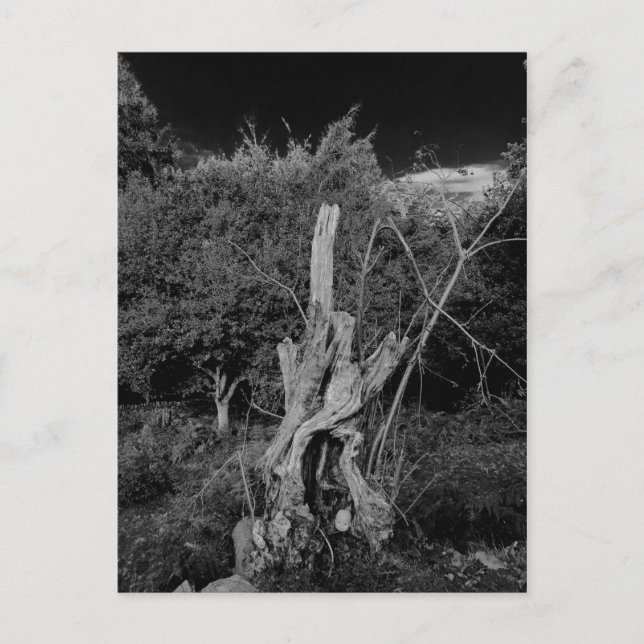 Abstrakte Horror-Kunst - Puppen im Totenbaum Postkarte (Vorderseite)