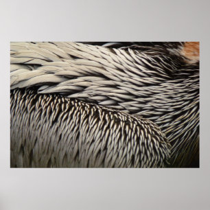 Abstrakte Naturfotografie von Pelikanfedern Poster