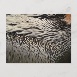 Abstrakte Naturfotografie von Pelikanfedern Postkarte