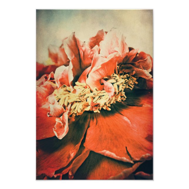 Abstrakte Pfingstrose Fotodruck (Vorne)