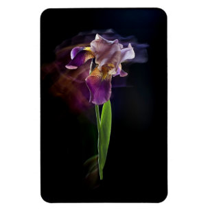 Abstrakte Schwertlilie – Elegante Blumenkunst Magnet
