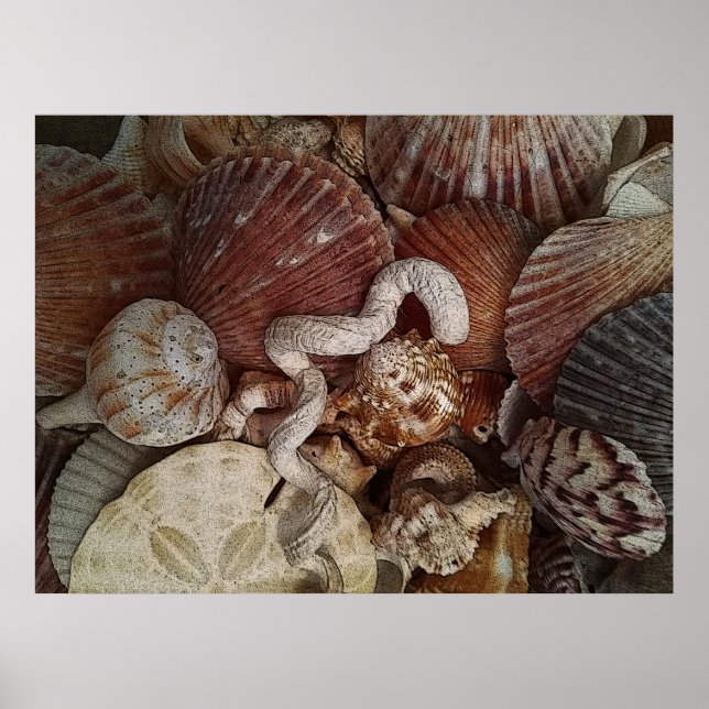 Abstrakte Seashells Sand Dollar Poster (Vorne)