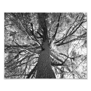 Abstrakter alter Baum Fotodruck