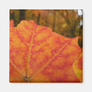 Abstrakter Herbst Natur Orange und Rotes Ahornblat Magnet