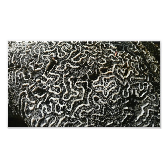 Abstraktes Foto der Schwarzen und Weißen Koralle I (Vorne)