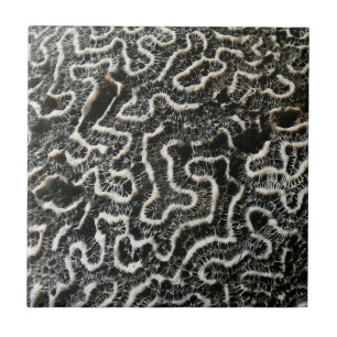 Abstraktes Foto der Schwarzen und Weißen Koralle I Fliese