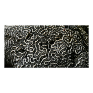 Abstraktes Foto der Schwarzen und Weißen Koralle I Poster