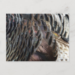 Abstraktes Naturdesign mit Wildtruthahnfedern Postkarte