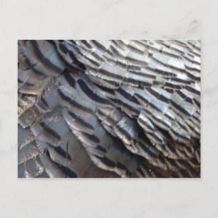 Abstraktes Naturdesign Wild Truthahn Federn II Postkarte