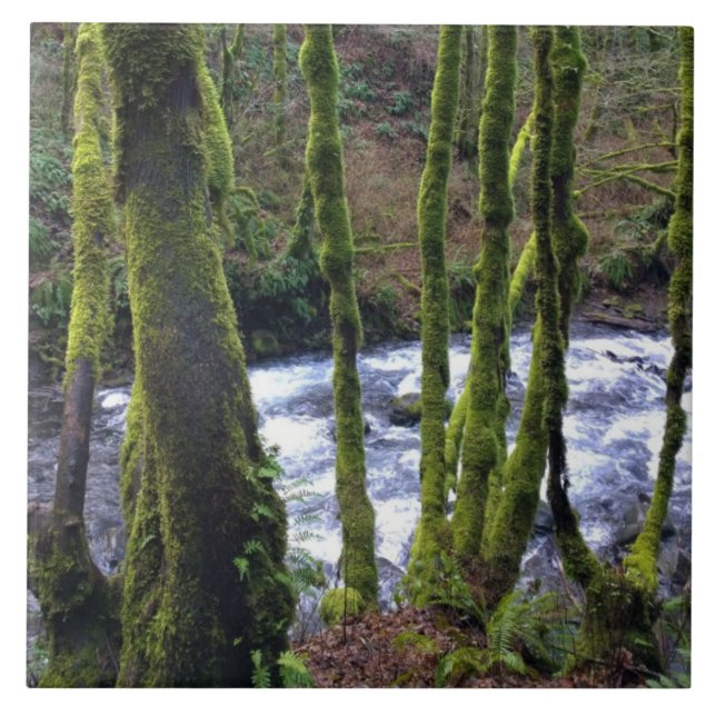 Absturz von Bridal Veil Falls, OR Fliese (Vorderseite)