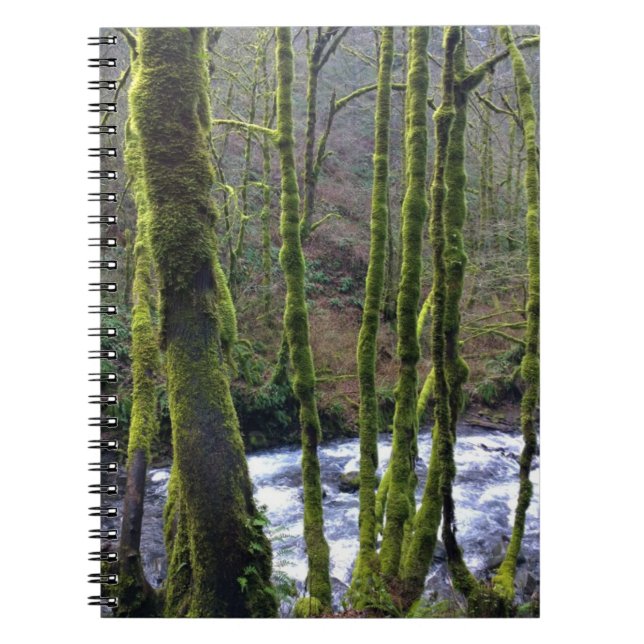 Absturz von Bridal Veil Falls, OR Notizblock (Vorderseite)