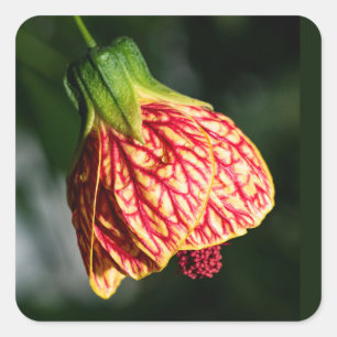 Abutilon Biltmore Ballgown Quadratischer Aufkleber