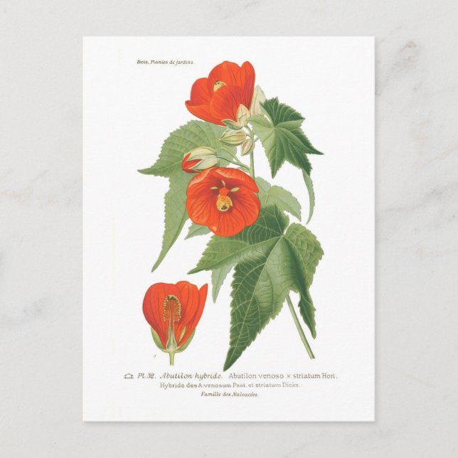Abutilon venoso x striatum postkarte (Vorderseite)