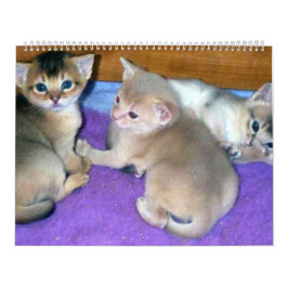 Aby Kittens Cat Calendar Kalender