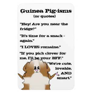 Abysinianische Guinea Schweinefleisch Redewendunge Magnet