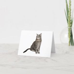 Abyssinian Cat Blank Note Card Feiertagskarte