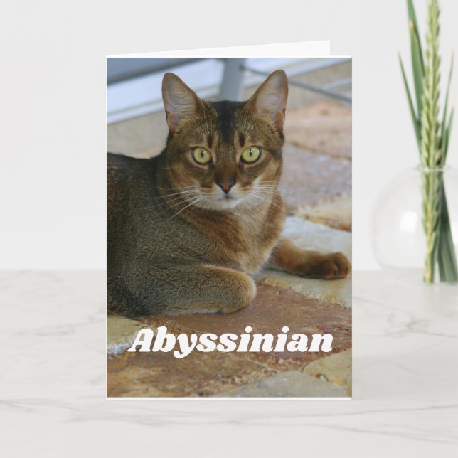 Abyssinian Cat Karte (Vorderseite)