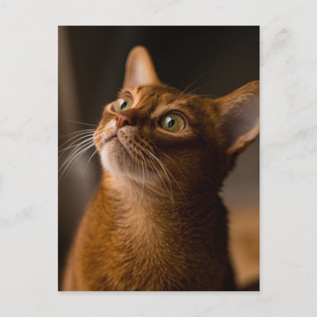 Abyssinian Cat Postkarte (Vorderseite)