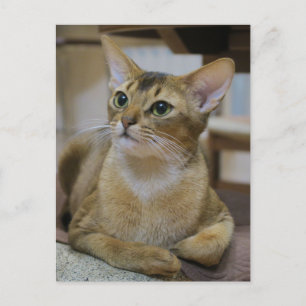 Abyssinian Cat Postkarte