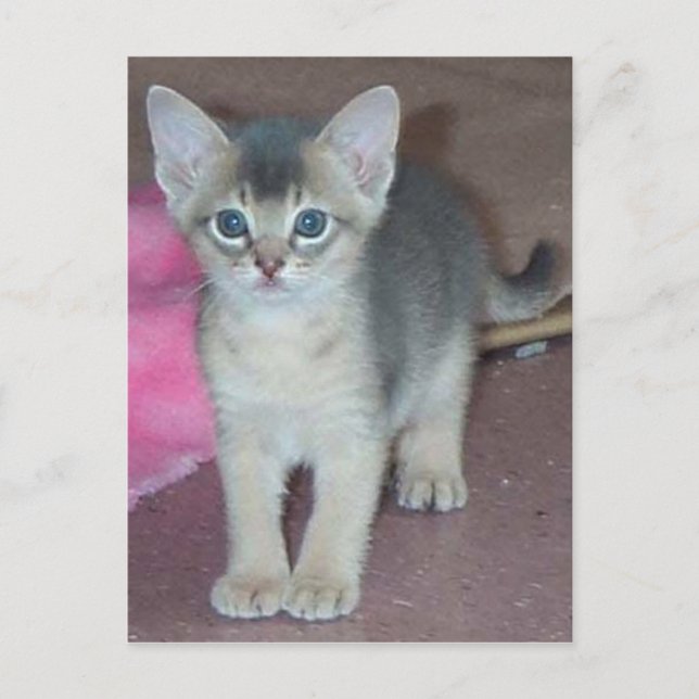 Abyssinian Kitten 6 Wochen alt Postkarte (Vorderseite)