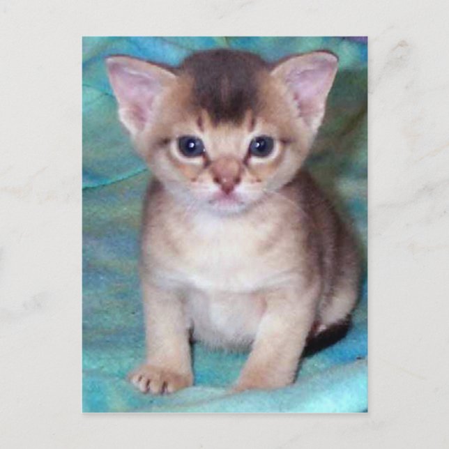 Abyssinian Kitten Baby Cat Postkarten (Vorderseite)